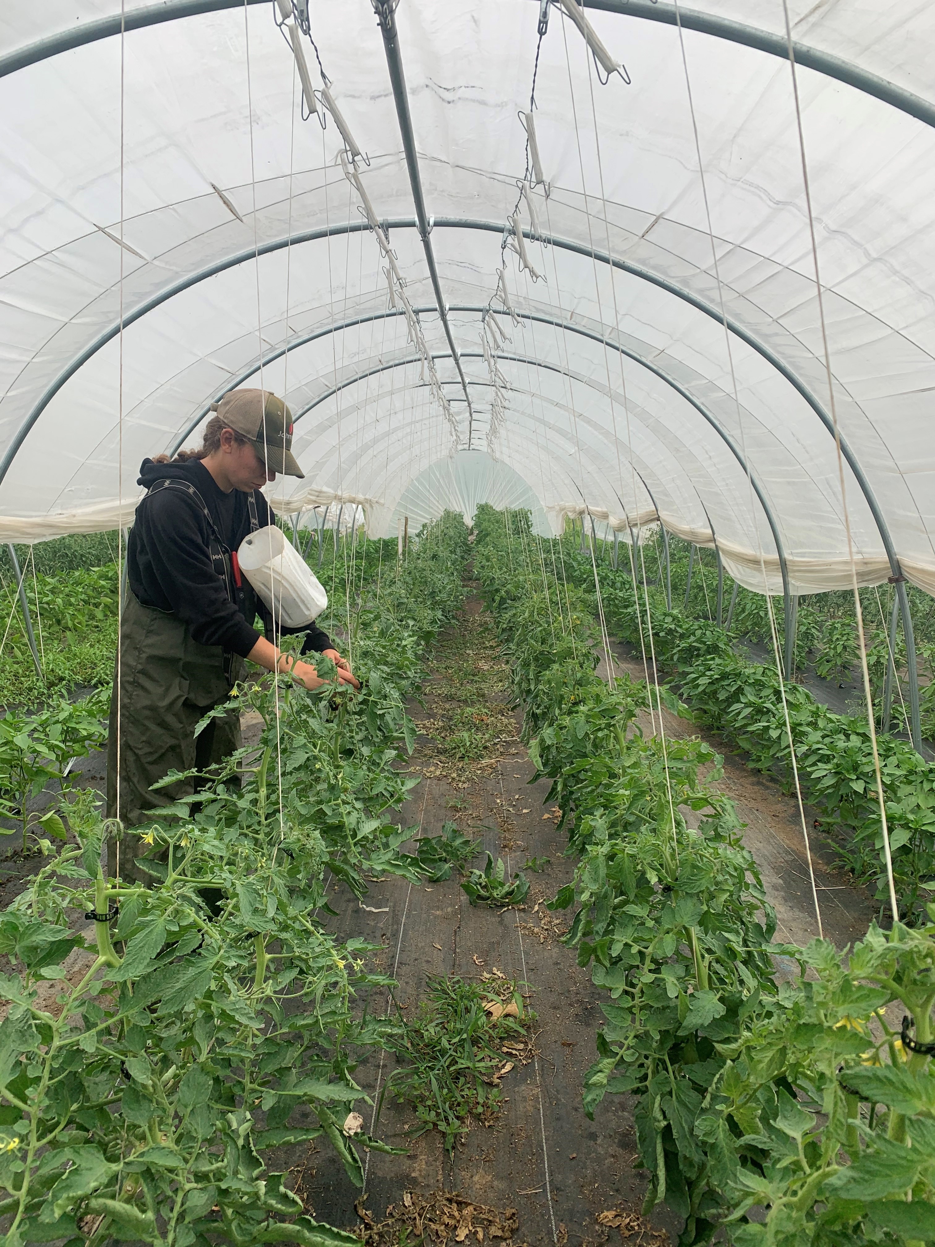 Tomato Hoop Trellising with Nicole